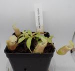 Nepenthes rosea